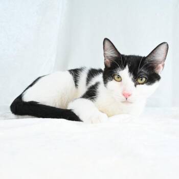 Katiya -  Domestic Short Hair Cat for Adoption in Mobile, Alabama - Katiya | PetCurious