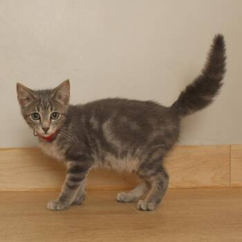 Eeyore C70999 -  American Shorthair Cat for Adoption in Minnetonka, Minnesota - Eeyore C70999 | PetCurious