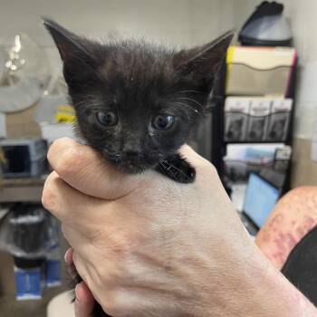 Floragato -  Domestic Medium Hair Cat for Adoption in Eureka Springs, Arkansas - Floragato | PetCurious