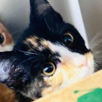 Princess Patch -  Domestic Short Hair Cat for Adoption in Baltimore, Maryland - Princess Patch | PetCurious