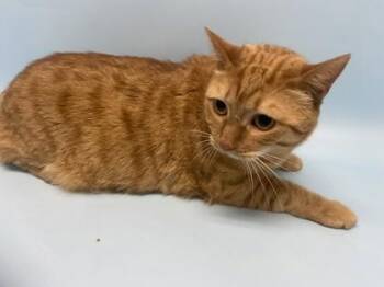 Evi -  Domestic Short Hair Cat for Adoption in Golden Valley, Minnesota - Evi | PetCurious