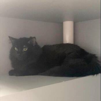 Carl -  Domestic Long Hair Cat for Adoption in Nevada, Missouri - Carl | PetCurious