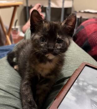 Lizzie Breech (available late May) -  Domestic Short Hair Cat Available for Adoption in Galt, California - Lizzie Breech (available Late May) | PetCurious