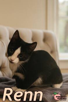 Rescue Domestic Short Hair Cats for Adoption in Douglasville, Georgia - Renn | PetCurious
