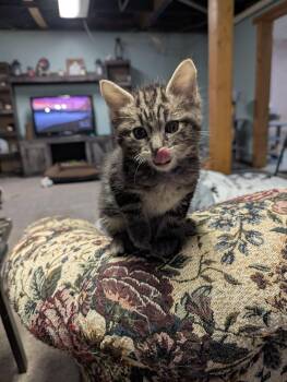 Rescue Domestic Short Hair Cats for Adoption - Oasis | PetCurious