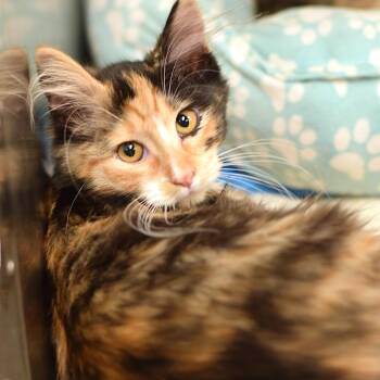 Caramel Apple -  Domestic Medium Hair Cat for Adoption in Belleville, Illinois - Caramel Apple | PetCurious