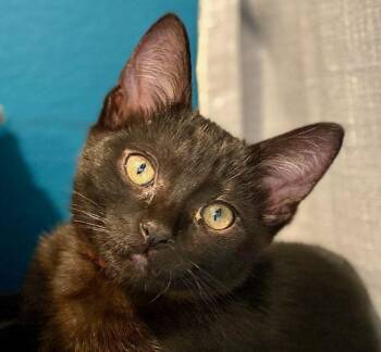 Wynonna -  Domestic Short Hair Cat for Adoption in Seal Beach, California - Wynonna | PetCurious