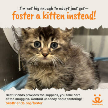 Rescue Domestic Short Hair Cats for Adoption in Los Angeles, California - Perseus | PetCurious