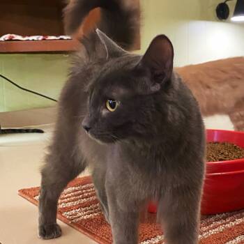 Rescue Domestic Medium Hair Cats for Adoption in Bloomington, Indiana - Captain Sushi | PetCurious