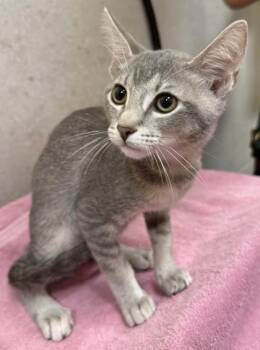 Domestic Short Hair Cats Available for Adoption in Honolulu, Hawaii - Chantilly | PetCurious