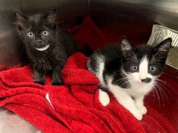 PEP -  Domestic Short Hair Cat for Adoption in Tustin, California - PEP | PetCurious