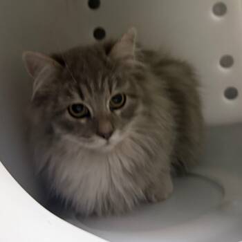 Rescue Domestic Long Hair Cats for Adoption in Flagstaff, Arizona - Canes - Adoptable Barn Cat Adopt $0 | PetCurious