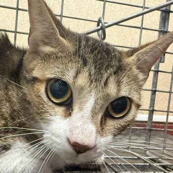 Ferrari -  Domestic Short Hair Cat for Adoption in Salisbury, Maryland - Ferrari | PetCurious