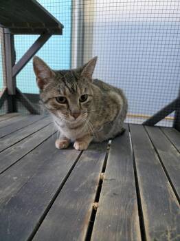 Domestic Short Hair Cats Available for Adoption - Momma Cat | PetCurious