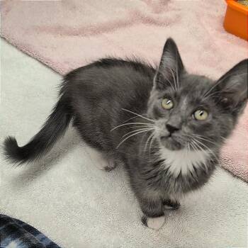 Sid -  Domestic Short Hair Cat for Adoption in Pleasant Hill, California - Sid | PetCurious