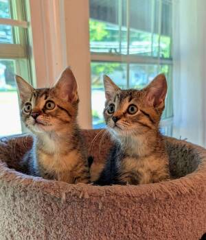Bug & Cricket -  Domestic Short Hair Cat for Adoption in East Lansing, Michigan - Bug & Cricket | PetCurious