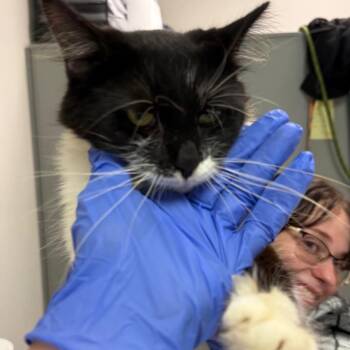 Yorkshire Tea -  Domestic Medium Hair Cat for Adoption in Charleston, West Virginia - Yorkshire Tea | PetCurious