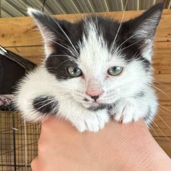 Minnie -  American Shorthair Cat for Adoption in Traverse City, Michigan - Minnie | PetCurious