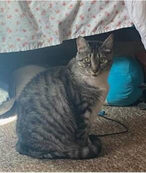 Rescue Domestic Short Hair Cats for Adoption in Nashville, Tennessee - Marley | PetCurious