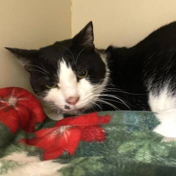 Rescue Domestic Short Hair Cats for Adoption in Elyria, Ohio - Mosaic | PetCurious