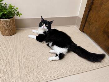 Domino -  Domestic Medium Hair Cat for Adoption in Seminole, Oklahoma - Domino | PetCurious