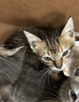 Davy Jones -  Domestic Short Hair Cat for Adoption in Atlanta, Georgia - Davy Jones | PetCurious