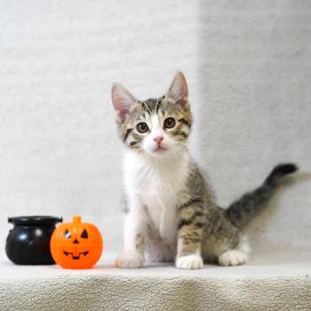 Caroline -  Domestic Short Hair Cat for Adoption in Redwood City, California - Caroline | PetCurious