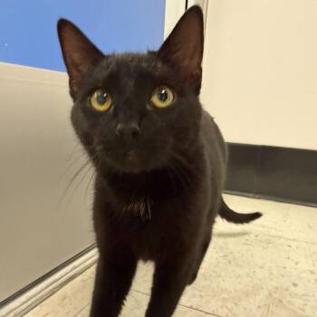 Domestic Short Hair Cats Available for Adoption in Sunnyvale, California - Lightning (white) | PetCurious