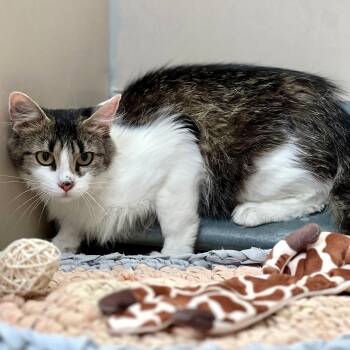 61606741 -  Domestic Short Hair Cat for Adoption in Elko, Nevada - 61606741 | PetCurious