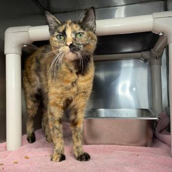 Nugget -  Domestic Short Hair Cat for Adoption in Roanoke, Virginia - Nugget | PetCurious