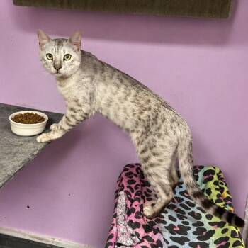 Bengal Cats Available for Adoption in Boerne, Texas - Louis Vuitton | PetCurious