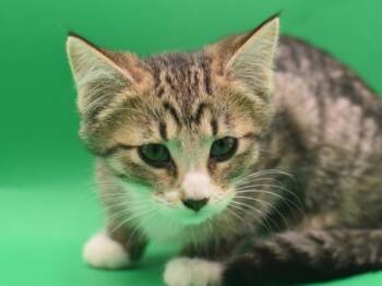 Milani -  Domestic Short Hair Cat for Adoption in Portland, Oregon - Milani | PetCurious