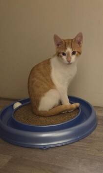 Smarty Pants -  Domestic Short Hair Cat for Adoption - Smarty Pants | PetCurious