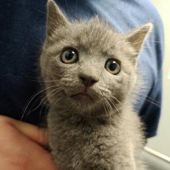 Fifer -  Domestic Short Hair Cat for Adoption in Allentown, Pennsylvania - Fifer | PetCurious