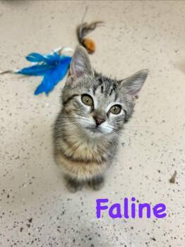Faline -  Domestic Short Hair Cat for Adoption in West Union, Ohio - Faline | PetCurious