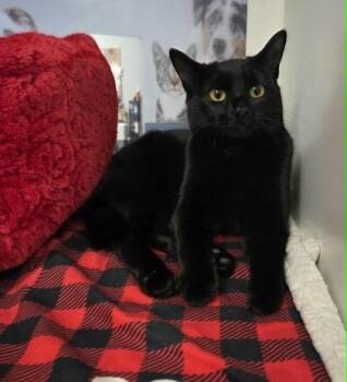 Domestic Short Hair Cats Available for Adoption - Wormy Woo | PetCurious