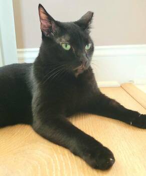 Rescue Domestic Short Hair Cats for Adoption in Little River, South Carolina - Shadow | PetCurious