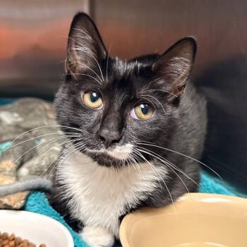Star -  Domestic Short Hair Cat for Adoption in Cumming, Georgia - Star | PetCurious