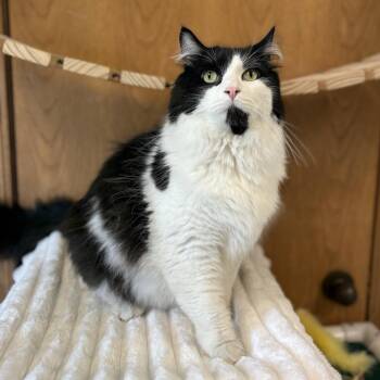 Drago -  Domestic Medium Hair Cat for Adoption in Fargo, North Dakota - Drago | PetCurious