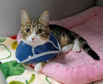 Rescue Domestic Short Hair Cats for Adoption in Liverpool, New York - Mimosa | PetCurious