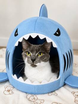 Baby Shark -  Domestic Medium Hair Cat for Adoption in Sebastian, Florida - Baby Shark | PetCurious
