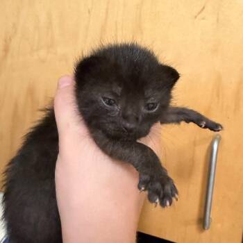 Oleandor -  Domestic Short Hair Cat for Adoption in Chattanooga, Tennessee - Oleandor | PetCurious