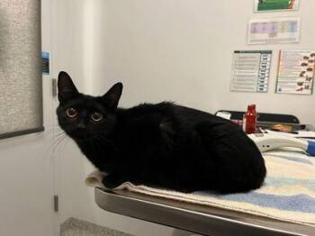 Coldsteel the Hedgehog -  Domestic Short Hair Cat for Adoption in Kansas City, Missouri - Coldsteel The Hedgehog | PetCurious