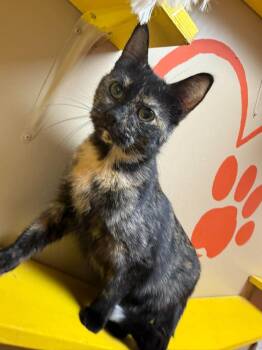 Domestic Short Hair Cats Available for Adoption in Maryville, Missouri - Kit Kat | PetCurious