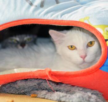 Domestic Medium Hair Cats Available for Adoption - CRACKLE - ADOPT ME FOR $14 THIS MONTH! | PetCurious