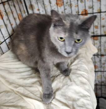 Angie Baby -  Domestic Short Hair Cat Available for Adoption in Crossville, Tennessee - Angie Baby | PetCurious