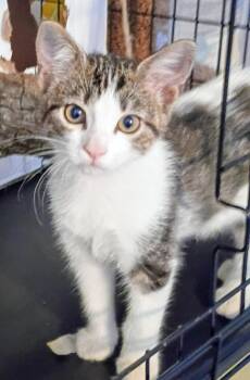 ZEVA -  Domestic Short Hair Cat for Adoption in Olympia, Washington - ZEVA | PetCurious