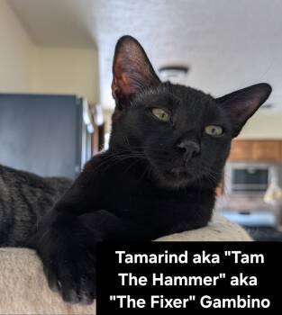 Rescue Domestic Short Hair Cats for Adoption in Albuquerque, New Mexico - Tamarind Aka "Tam The Hammer" Aka "The Fixer" Gambino | PetCurious