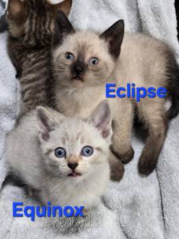 Equinox and Eclipse -  Domestic Short Hair Cat for Adoption in Calais, Maine - Equinox And Eclipse | PetCurious