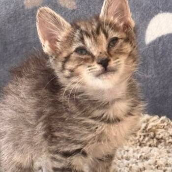 Rescue Domestic Short Hair Cats for Adoption in League City, Texas - Little Bit | PetCurious